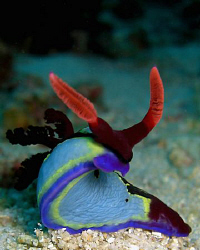 Another Nudi. Casio Exilim by Andrew Macleod 